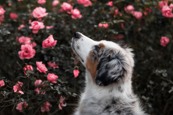 Hund vor rosa Rosen, Magdeburg